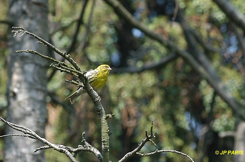 Serin cini